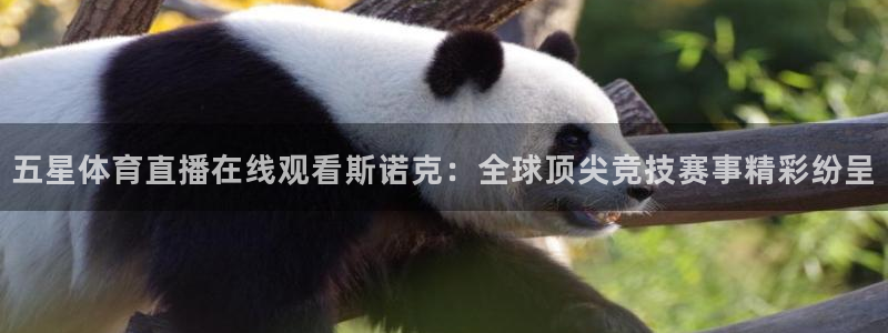 篮球直播说球帝：五星体育直播在线观看斯诺克：全球顶尖竞技赛事精彩纷呈